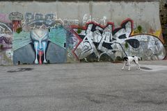 a dog and gravity - sorry, i meant graffiti