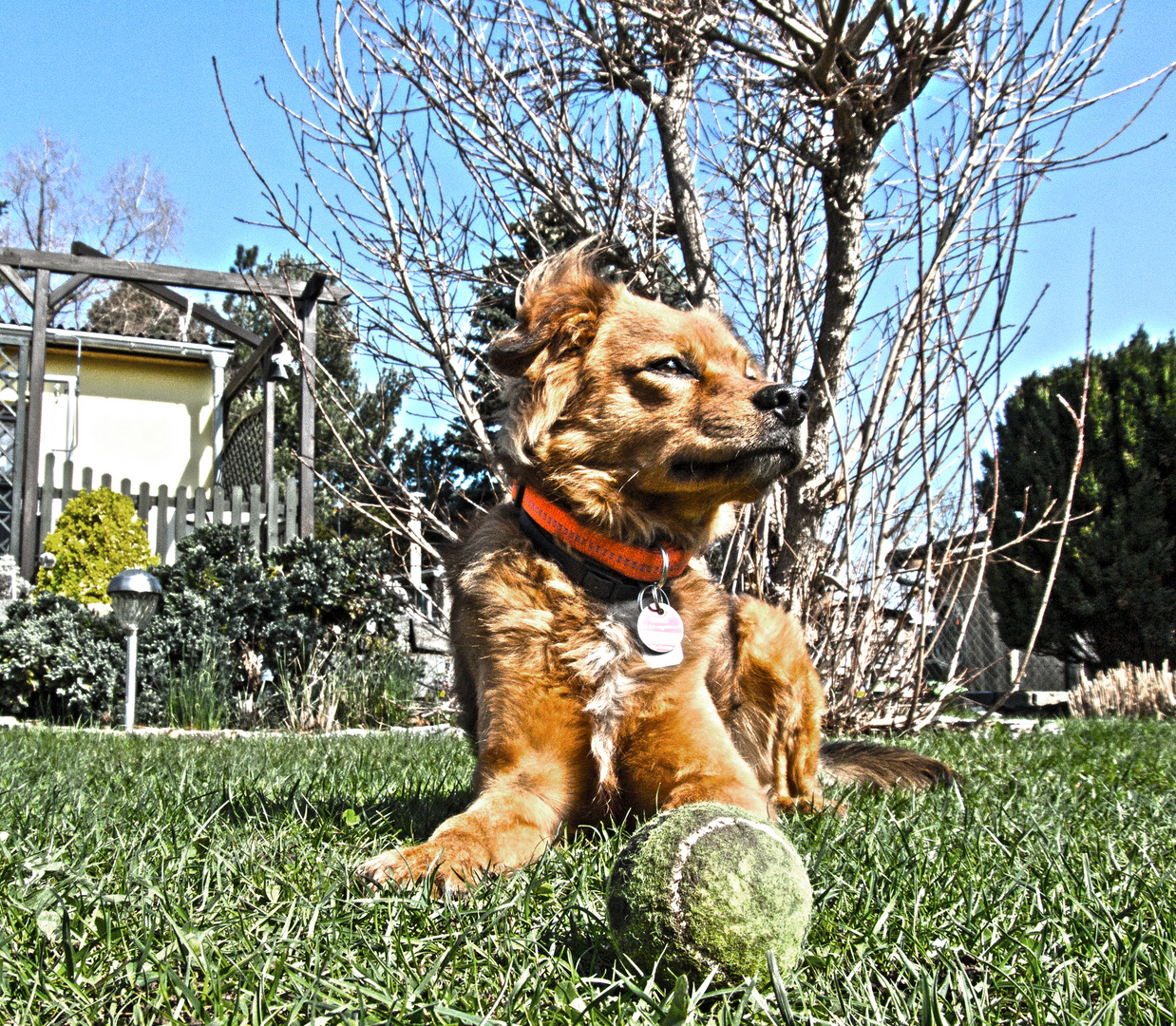 A dog and his treasure 