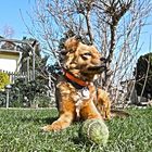 A dog and his treasure 