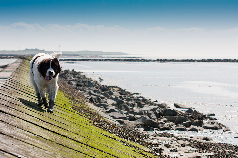 A Dog at the Norddeich