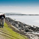 A Dog at the Norddeich