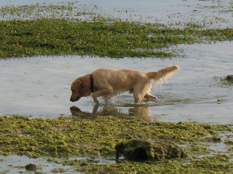 A dog fishing