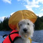 A dog for his hat!