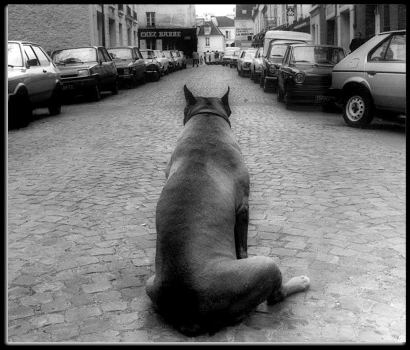 A Dog In Paris