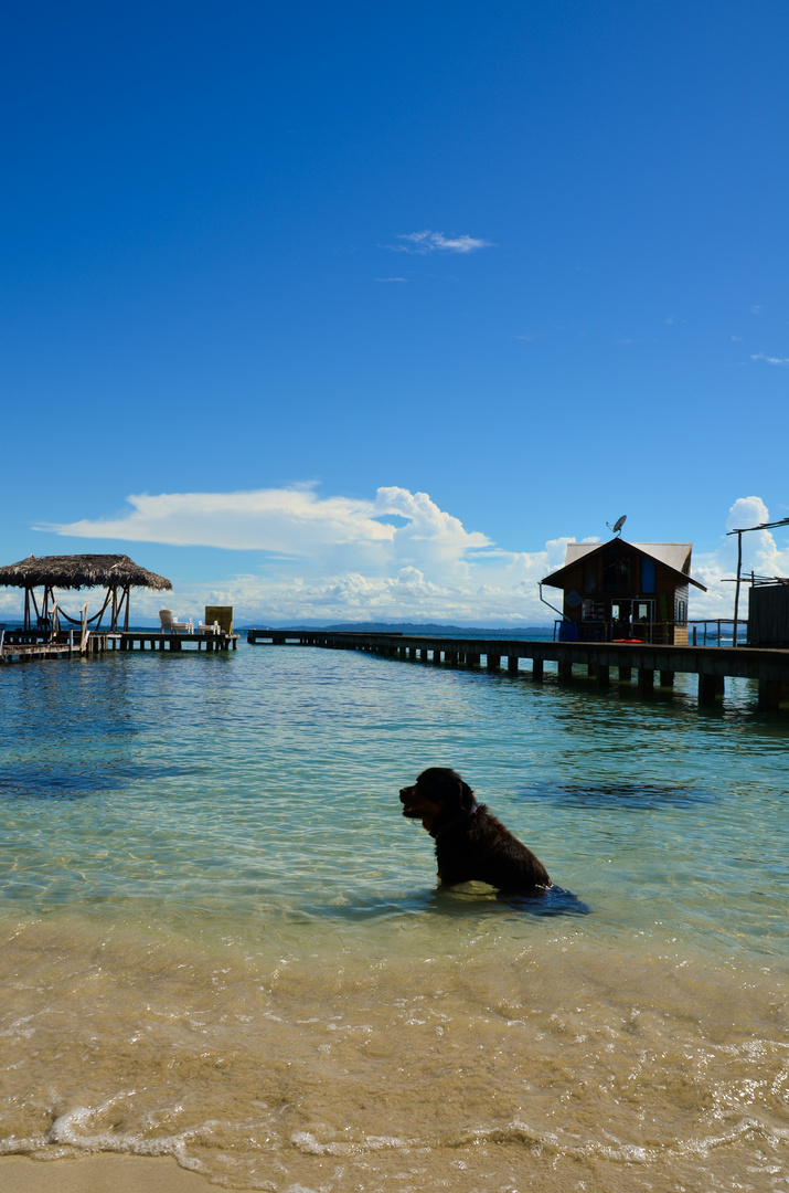 A dog tries to cool down - Panama