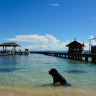 A dog tries to cool down - Panama