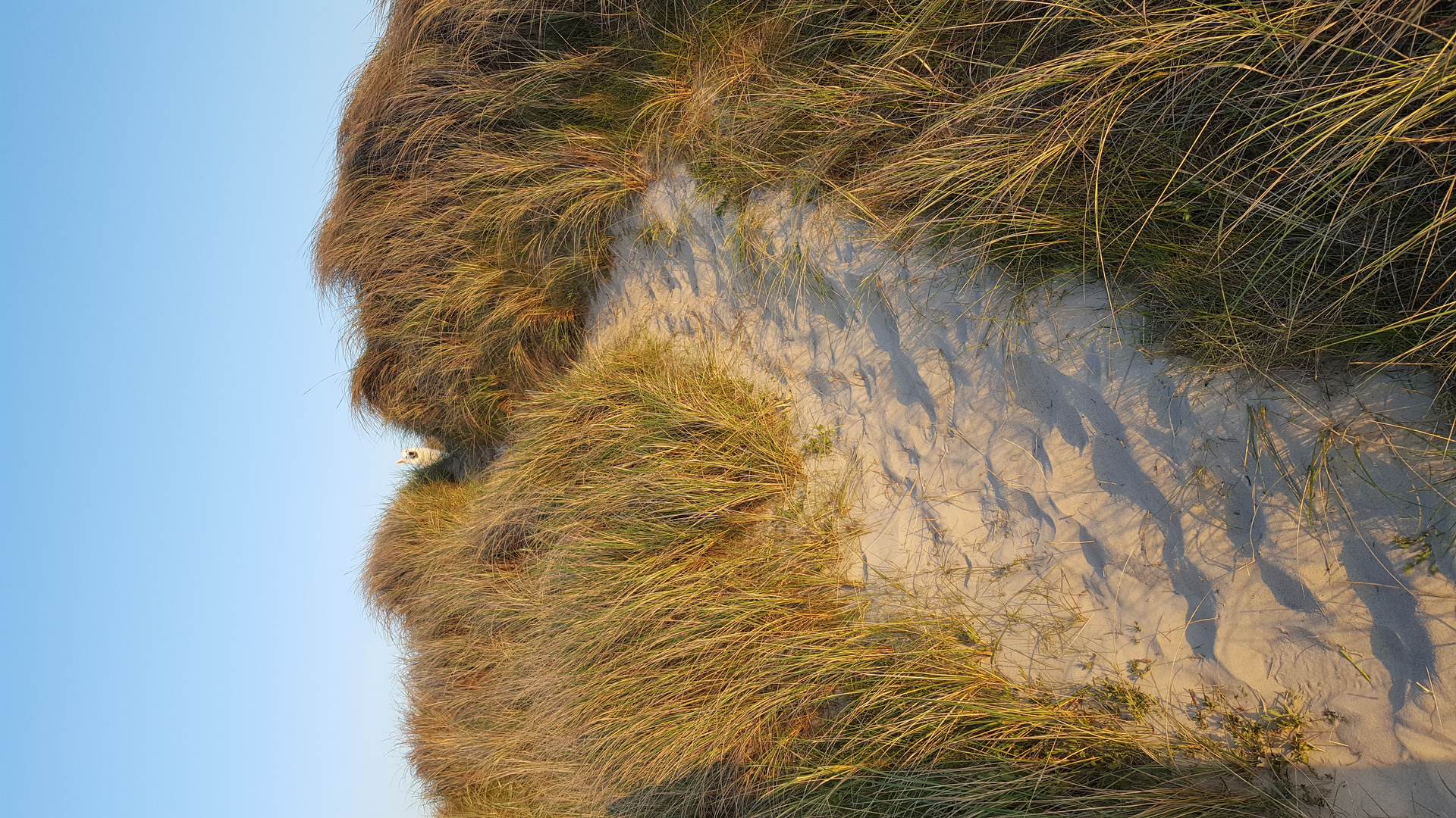 A dog view from top of the dunes