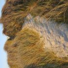 A dog view from top of the dunes