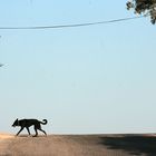 A Dog's Crossing