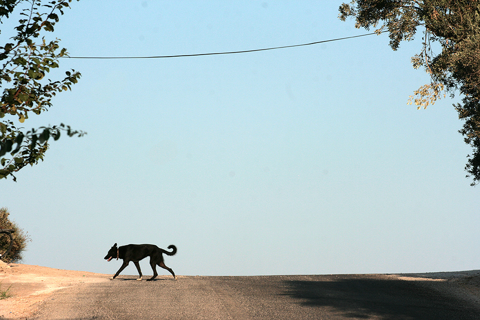 A Dog's Crossing