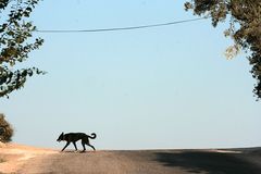 A Dog's Crossing