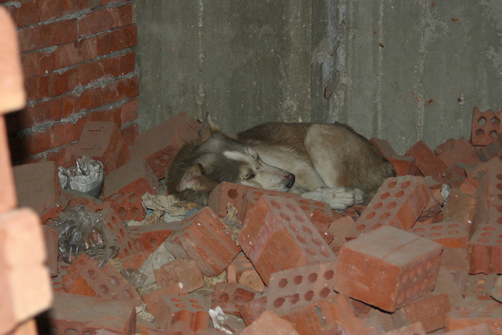 a dog's life in the suk of Cairo