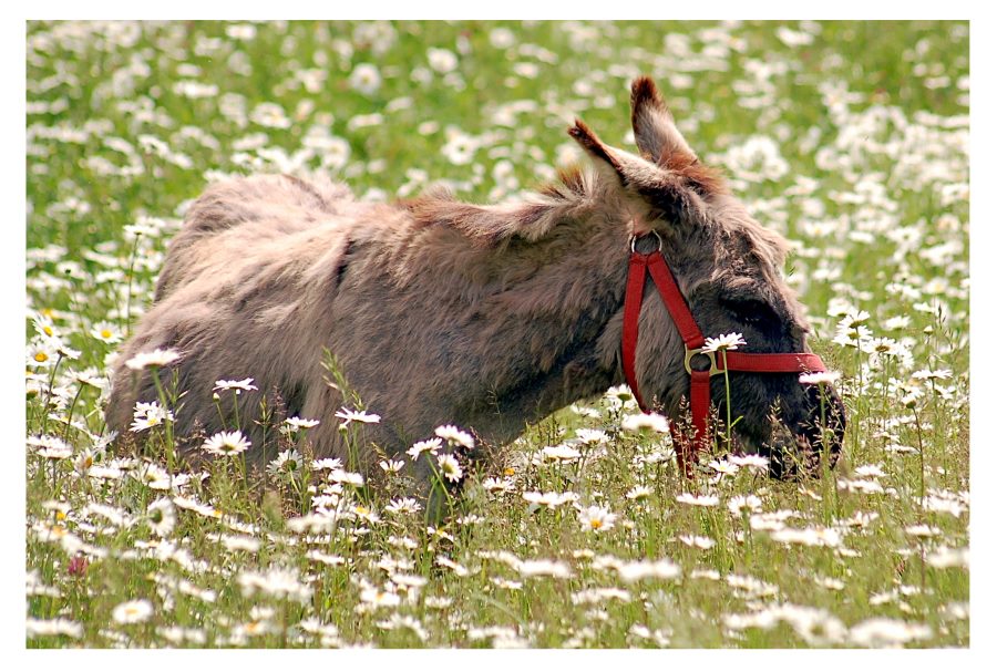 a donkey in the meadow