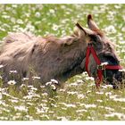 a donkey in the meadow