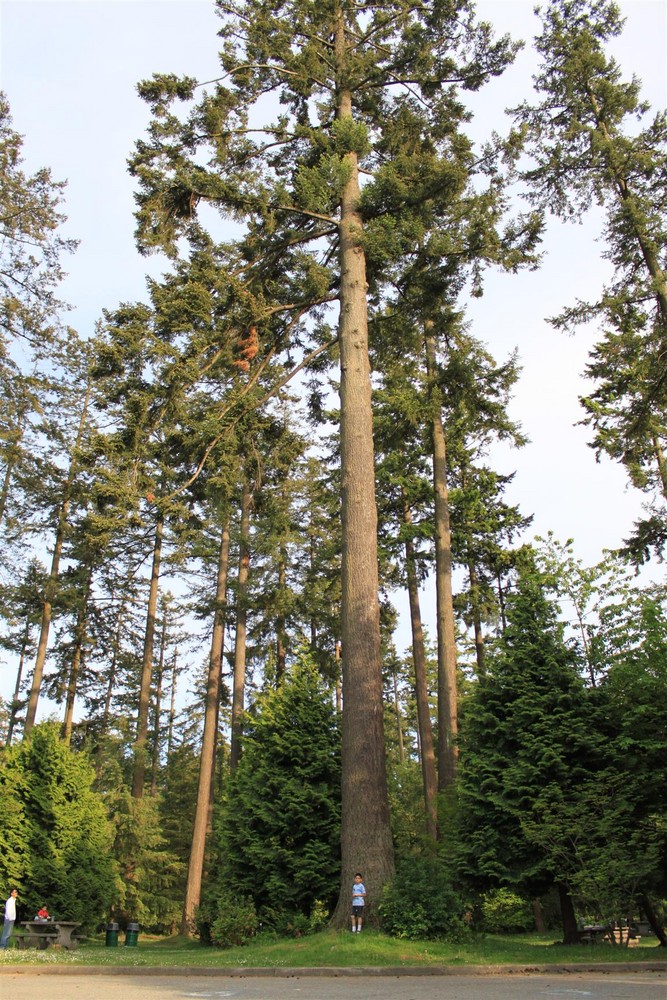 A Douglas Fir