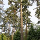 A Douglas Fir