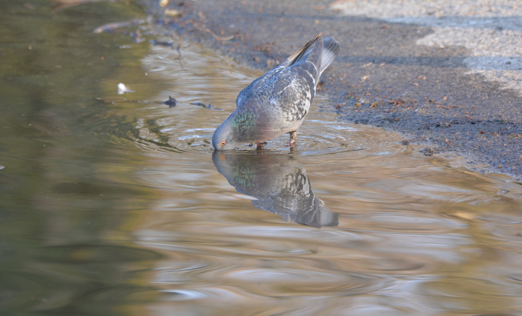 A Dove drinking water to quench its thirst.