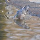 A Dove drinking water to quench its thirst.