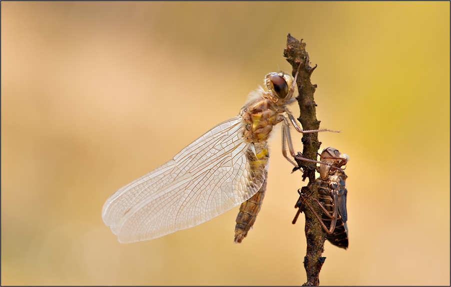 a dragonfly begins to live