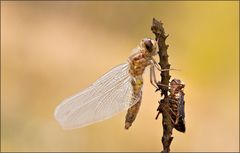 a dragonfly begins to live