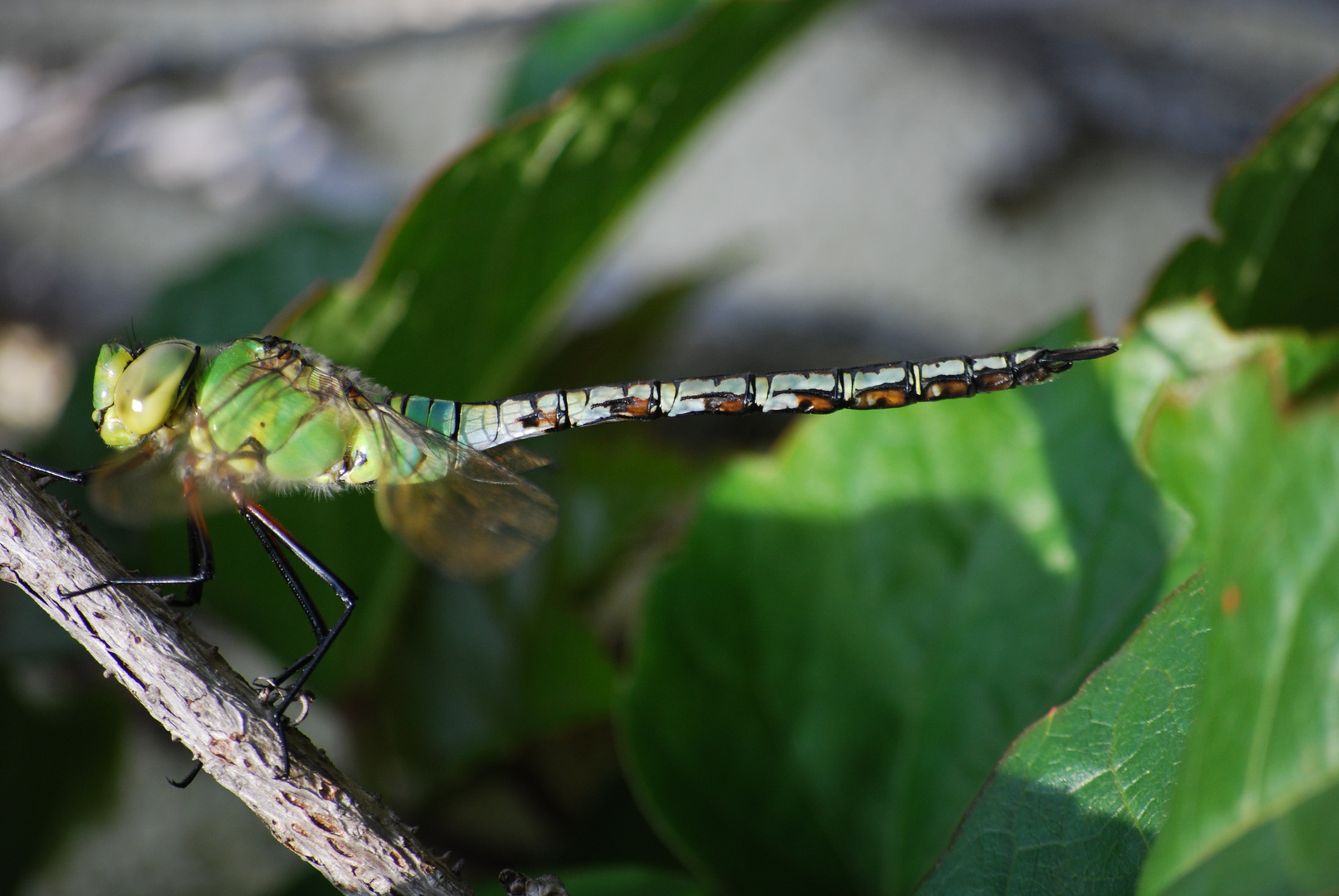 A Dragonfly - but what kind?