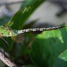 A Dragonfly - but what kind?