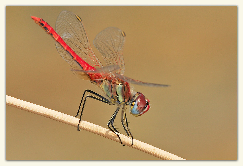 A dragonfly from today