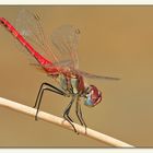 A dragonfly from today