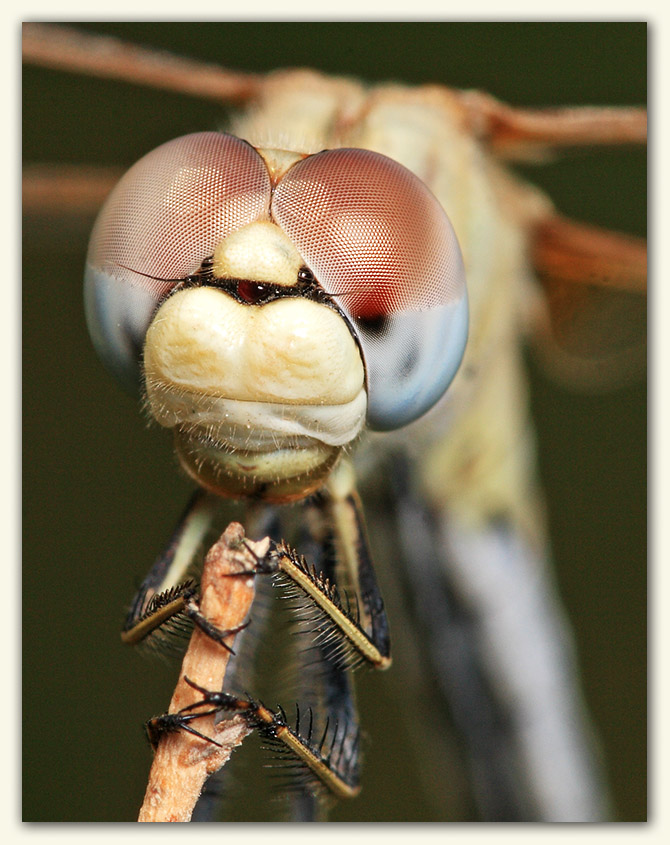 A dragonfly portrait...