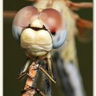 A dragonfly portrait...