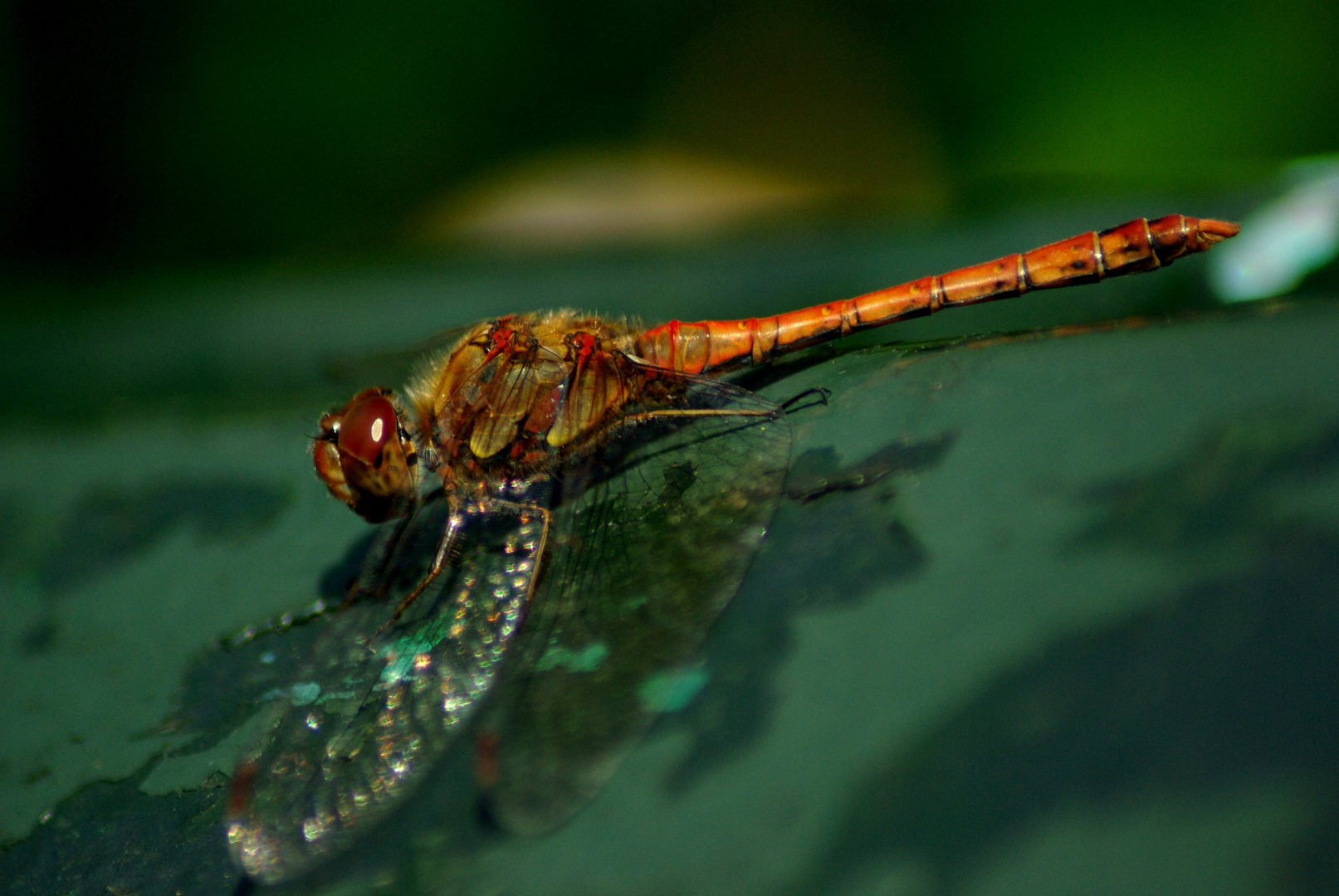 A dragonfly sitting on a bench!