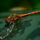 A dragonfly sitting on a bench!