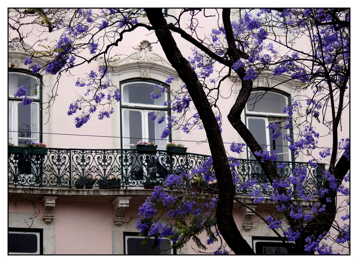 . a dream of Jacaranda .