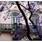 . a dream of Jacaranda .