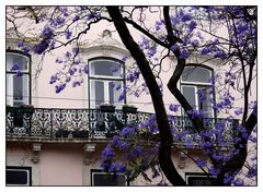 . a dream of Jacaranda .