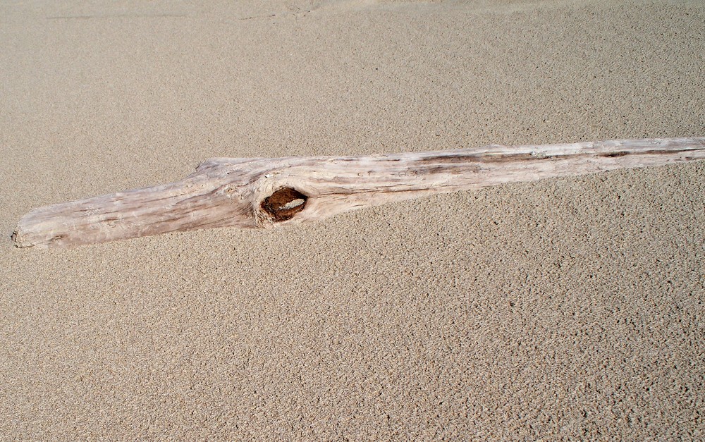 A driftwood croc