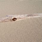 A driftwood croc