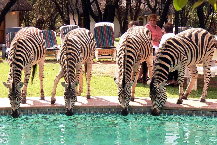 A Drink at the Pool