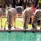 A Drink at the Pool