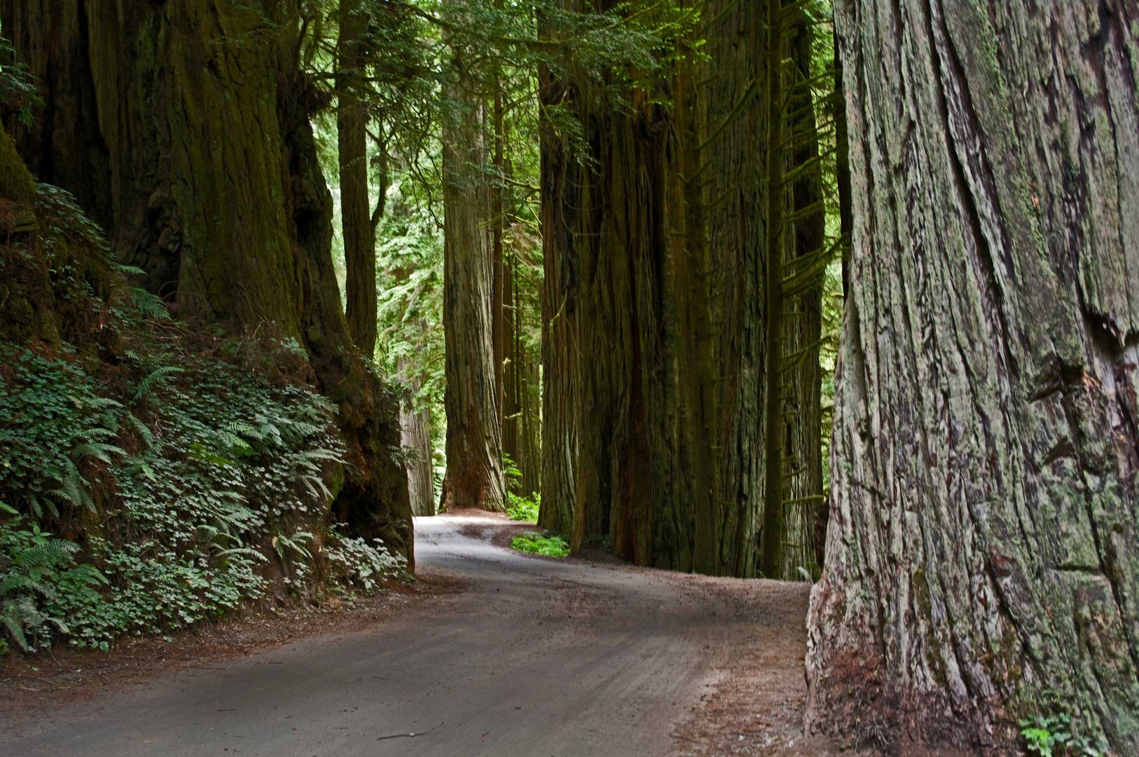 A drive through the redwood forest