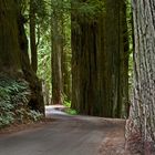 A drive through the redwood forest