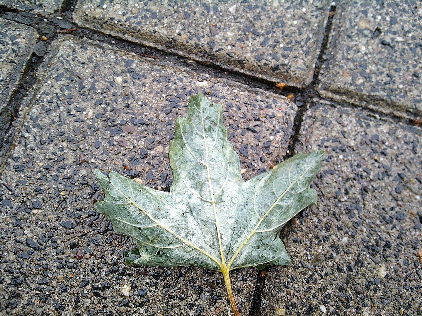 A drop of rain. Better to land on a leaf than asphalt