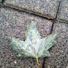 A drop of rain. Better to land on a leaf than asphalt