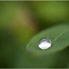 [ a drop of rain ]