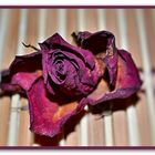 A dry rose