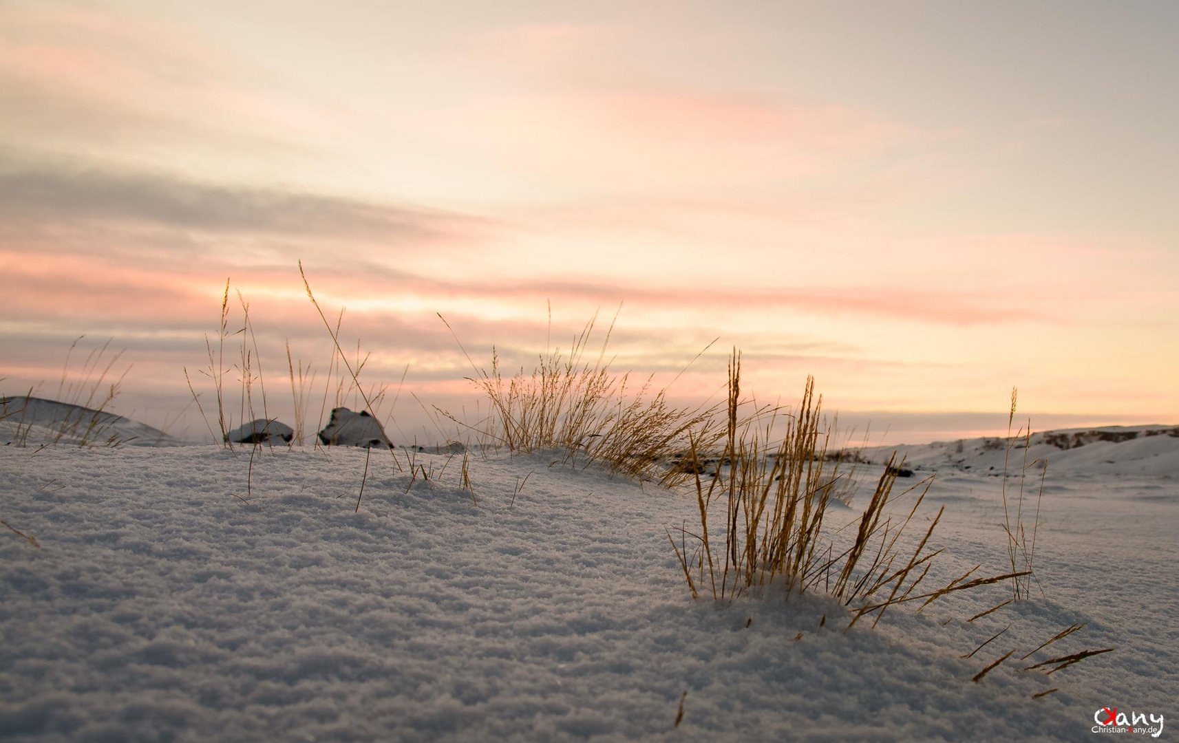 A dry shrub II at the #arctic #freezing #winterwonderland