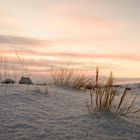 A dry shrub II at the #arctic #freezing #winterwonderland