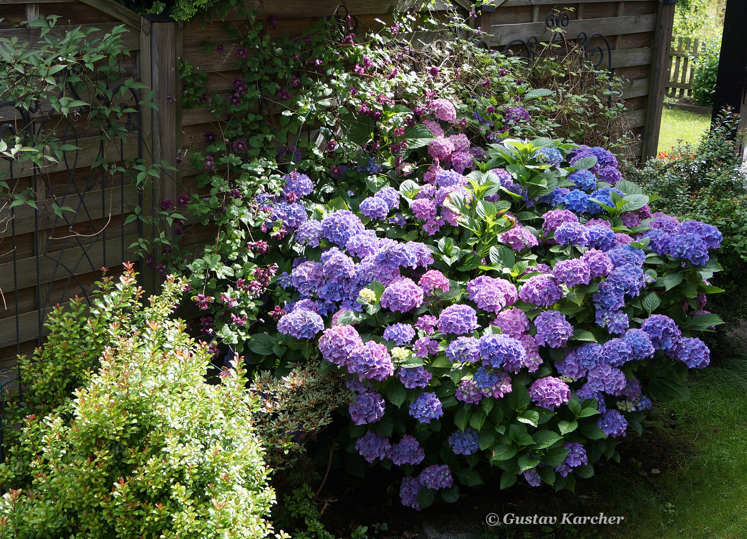 _ A, DSC03121 Hortensienbusch mit perlmutfarbenen Blüten