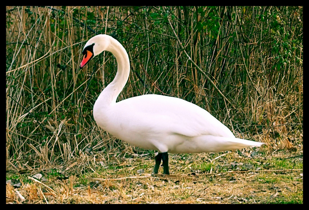 A due passi da me...il bianco re maestoso