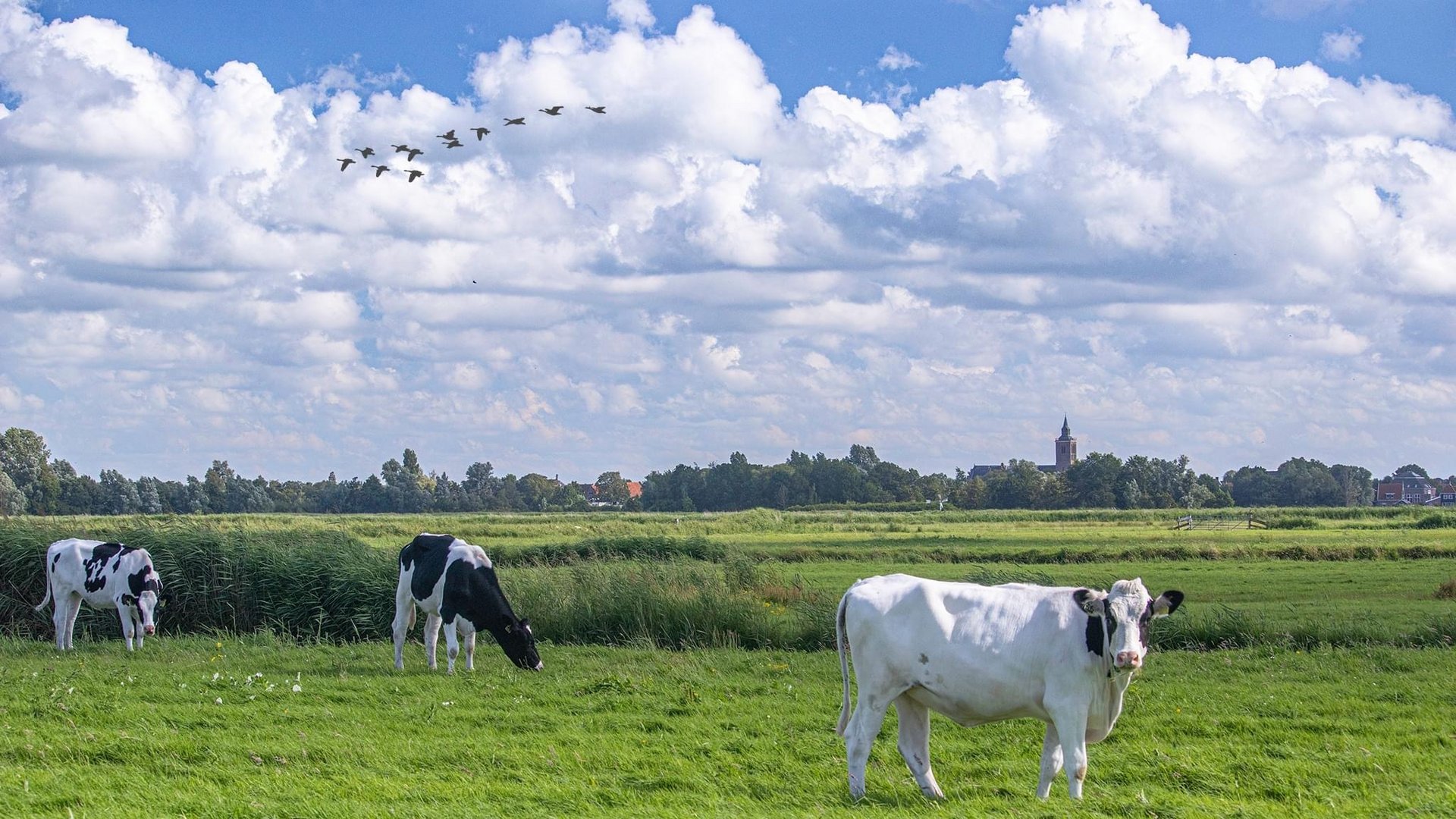 A Dutch Landscape 